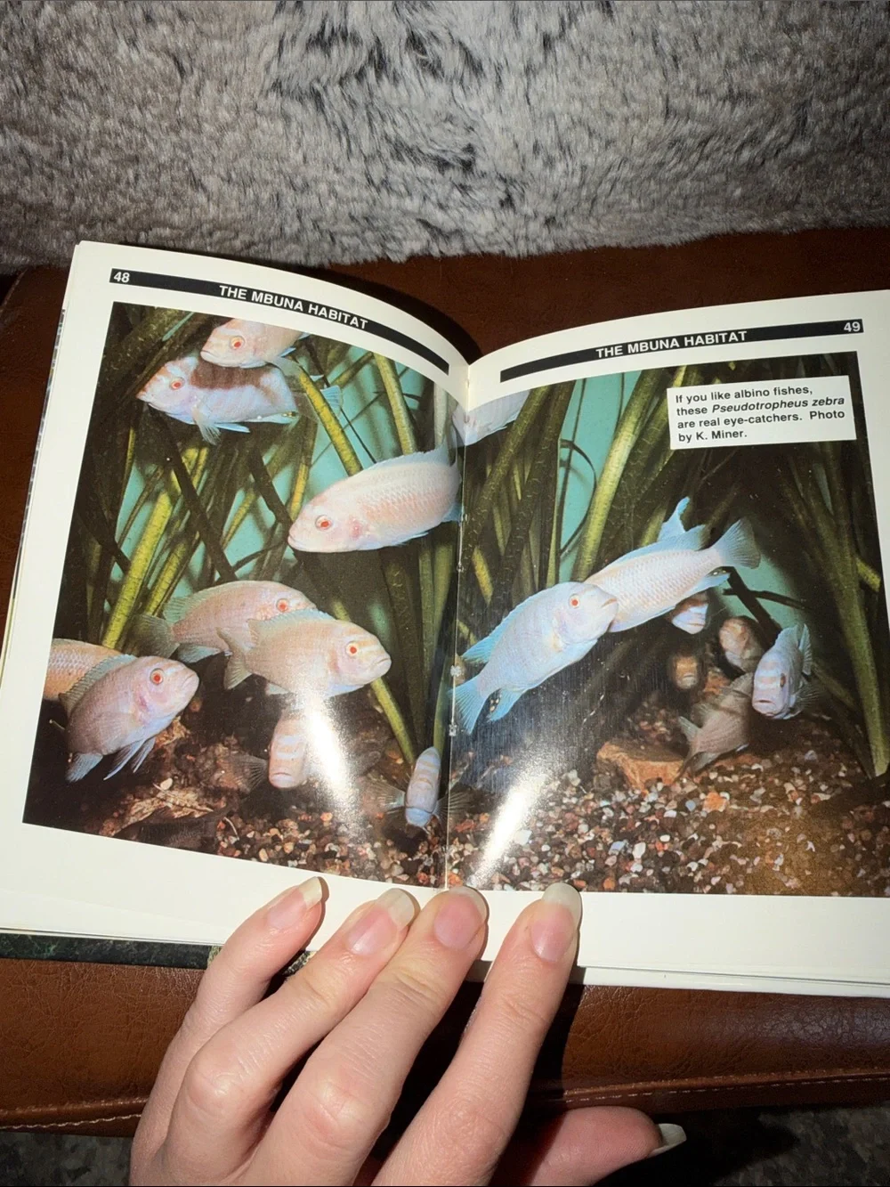 The Proper Care of Malawi Cichlids by Mary Sweeney - Colorful Fish Cover